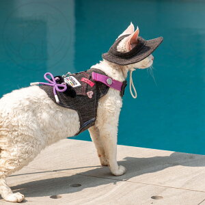 DreamPet Lv AEghA fj Up  [ht Zbg f{bNX єL xXg