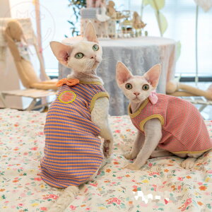 DreamPet єL L XtBNX f{bNX Rbg e 킢 Â Ci[ xXg