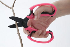 lwgĉԐ؂͂݁@̏i͗XւŔ̂ߓwsB