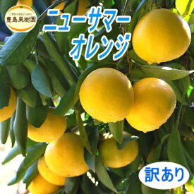 ニューサマーオレンジ【B】4.5kg【送料無料】【訳あり】【日向夏・小夏】
