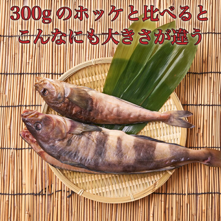 楽天市場 超特大縞ホッケ2尾 送料無料 700g前後 ほっけ ホッケ 魚焼きグリルに収まらない届いてびっくりの大きさ お家で居酒屋 お取り寄せ グルメ 豊洲マルシェ