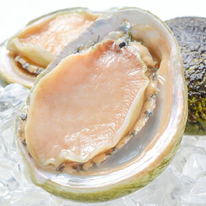 送料無料 あわび Lサイズ 1kg 1箱12個入り 殻つきお刺身用アワビ 高級料亭でも使用する新鮮な殻付きあわび あわび アワビ 鮑 お造り バター焼き ステーキ おせち 翡翠の瞳 貝柱 豊洲 寿司 海鮮