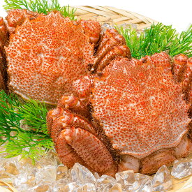 送料無料 特大 毛ガニ 毛蟹 浜茹で毛がに姿 平均570g前後×2尾 ボイル 冷凍 北海道産 最高級 堅蟹 身もカニ味噌もぎっしり 豊洲の正規品堅ガニ かに カニ 蟹 カニ鍋 かに味噌 豊洲市場 おせち 単品おせち ギフト