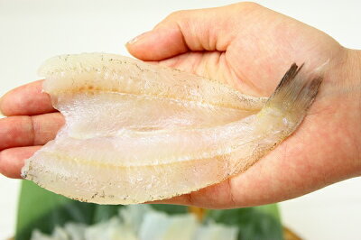 楽天市場 送料無料 きす キス開き尾 550g 開き済みで天ぷらにもすぐ使えます きす キス開き キス キス天 きす天 キスのてんぷら 天ぷら 天麩羅 天婦羅 天だね 業務用 築地市場 豊洲市場 ギフト Rn 豊洲まぐろ問屋 楽天市場 送料無料 きす キス開き尾 550g 開き済みで天ぷらにもすぐ使えます きす キス開き キス キス天 きす天 キスのてんぷら 天ぷら 天麩羅 天婦羅 天だね 業務用 築地市場 豊洲市場 ギフト Rn 豊洲まぐろ問屋