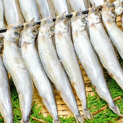 楽天市場 送料無料 子持ちししゃも 子持ちからふとししゃも 大サイズ 1箱尾 10箱 業務用 ししゃも シシャモ 樺太シシャモ カラフトシシャモ ノルウェー産 子持ちししゃも 柳葉魚 カルシウム 焼魚 食べる小魚 酒の肴 築地市場 豊洲市場 ギフト 豊洲まぐろ問屋