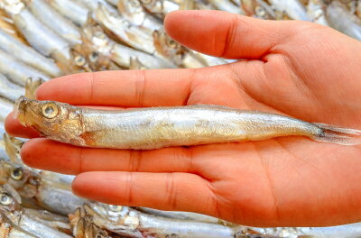 楽天市場 送料無料 訳あり ししゃも 子持ちシシャモ 業務用1kg 樺太シシャモ カラフトシシャモ カペリン 柳葉魚 ノルウェー産 中国加工 ししゃもフライ 唐揚げ 訳アリ わけあり ワケアリ ギフト Smtb T R 豊洲まぐろ問屋