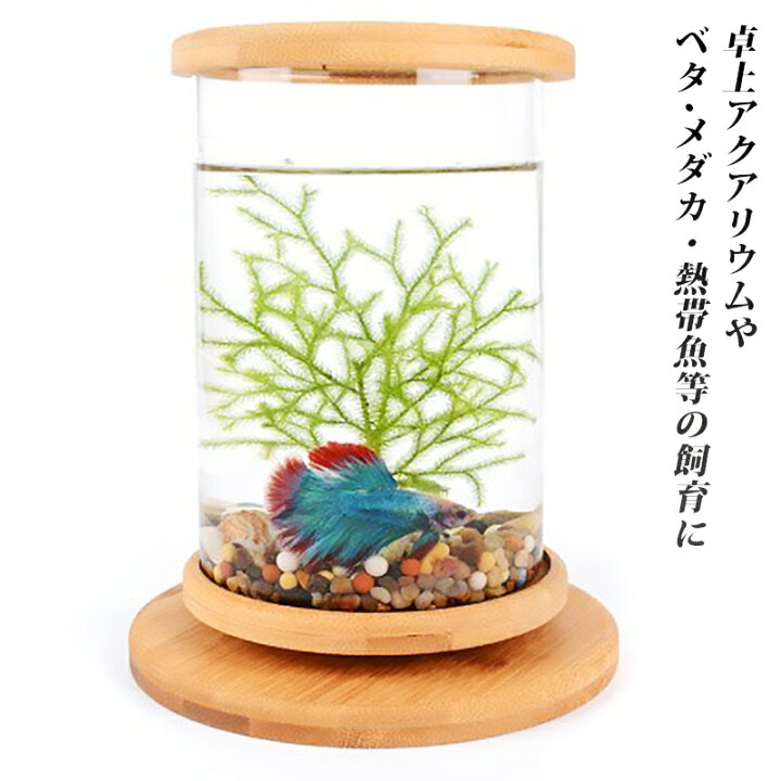楽天市場 水槽 アクアリウム金魚鉢 卓上 Aquarium すいそう おしゃれ かわいい ベタ水槽 水槽台 回転 回る水槽 オブジェ ガラス 円柱 丸形 金魚 メダカ エビ えび シュリンプ 熱帯魚 中身は付いてきません 別途お買い求めください タカラbox 楽天市場店