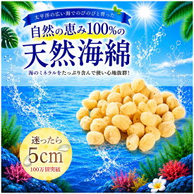 【5のつく日！9/15はポイント10倍】【送料無料】業務用天然海綿シルク サイズ5（約5cm）1袋50個入り│業務用海綿 天然スポンジ 海綿スポンジ 海面スポンジ フェイス ボディ 洗顔 メイク サニタリー