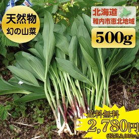 【先行予約】★稀少な天然物を送料無料でお届け★北海道の野山に群生する『天然行者にんにく』500g【収穫日発送】【 送料無料 】( 野菜 きのこ その他野菜 行者にんにく アイヌネギ 限定 北海道 山菜 )