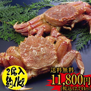 y  zTCYws̂ 󂠂   ̊X炨͂ ɏ l䥂ŖъI 1kg Zbg !!y уKj Jj zy2Zbgzy{CΉzy Mtg z( Jj уKj {C 