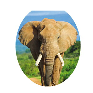 EH[XebJ[ gC gCg[jO gCp  EFJ tHgu[X gbNA[g ǎ  C  A  L  O[ JtF  r[` 킢 k ͂