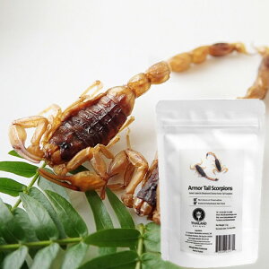 �y�A�[���I�[�G�k�zRON�����H TIU0001 ArmorTail Scorpions (�A�[�}�[�e�C���X�R�[�s�I��1.5g) ����̐l�ގЉ�̐H�ƂƂ��Ċ����ׂ����Ȃ��H�ו��Ƃ��Ă����҂���Ă��鍩���H�ł��BEntomophagy, Insect