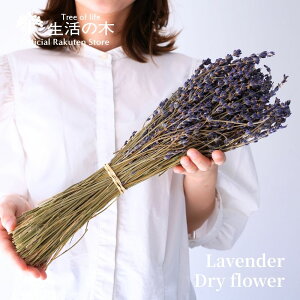 y ̖  z^x_[ | True Lavender x_[ t[ hCt[ 앧 tX tXY v@X |v Ntg  CeA A} A}IC  