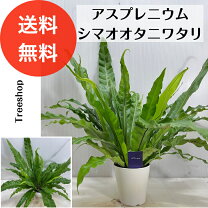 楽天市場】オオタニワタリ（観葉植物｜花・観葉植物）：花・ガーデン 