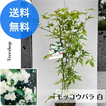 楽天市場】モッコウバラ（花・観葉植物｜花・ガーデン・DIY）の通販 