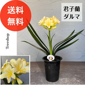 【観葉植物】君子蘭 ダルマ【送料無料】黄花 15cmプラ鉢 高さ0.4m クンシラン人気品種 園芸品種 高貴 多年草 2024.03.27撮影　2024．4.21現在お花は終わってます。