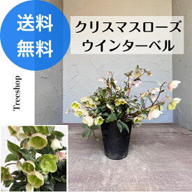 クリスマスローズ ウインターベル 【送料無料】 生花 苗木 15cmプラ鉢 高さ0.2m 幅0.4m 2024.03.15撮影