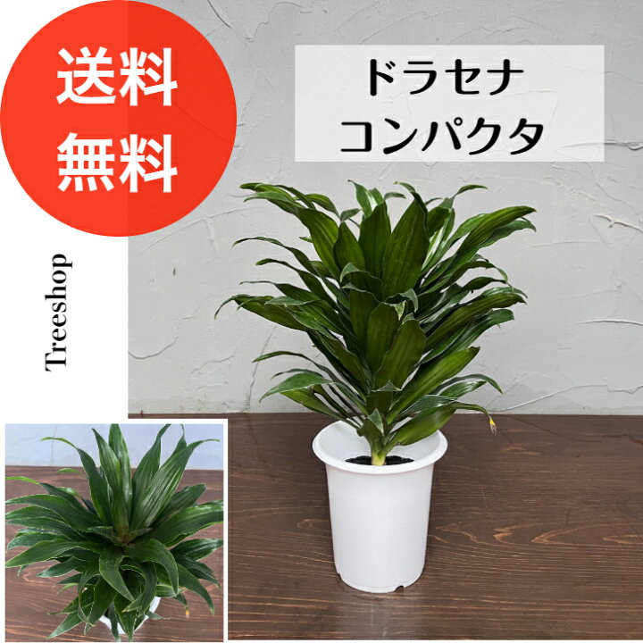 楽天市場】【観葉植物】ドラセナ コンパクタ【送料無料】13.5cmプラ鉢 