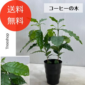 【観葉植物】コーヒーの木【送料無料】15cmプラ鉢　高さ0.5m（鉢込） コーヒー豆 栽培 観葉植物