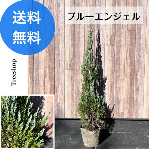 コニファー ブルー 植木」の人気商品一覧・価格比較 - 価格.com
