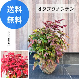 オタフクナンテン 【送料無料】 お多福南天 南天 オタフク 路地苗 生垣 常緑低木 庭木 植木 オカメナンテン 苗