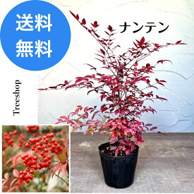 ナンテン 南天 【送料無料】15cmポット 高さ0.25m 幅0.2m 縁起木 常緑 グランドカバー 生垣