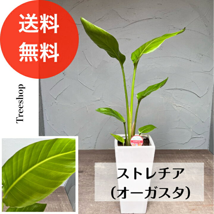 植物 陶器鉢 スタイリッシュ ガーデニング インテリア ストレチア