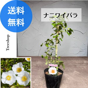 �i�j���C�o�� �y���������z �Q���� �o�� �鐫 12.5cm�|�b�g �K�N �� �c