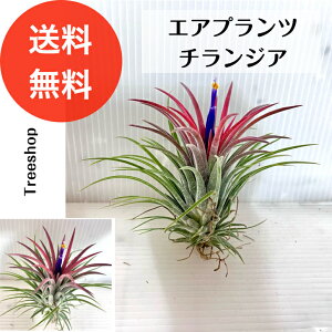 yGAvcz`WAyzeBWA `hVA GA[vc {A CeAvc c0.1m 0.1m lC  CeA C