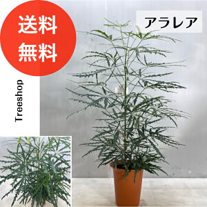 yϗtAzAAyzfBWSZJ O[GKX AA 18cmv 0.8m 0.5m ϗtA CeA 