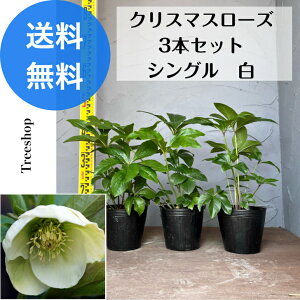 NX}X[Y 3{Zbg yzVO   c 15cm|bgc 0.3m 0.2m