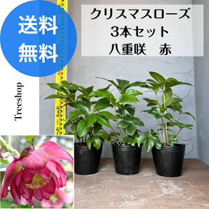 NX}X[Yd 3{Zbgyz  c 15cm|bgc 0.3m 0.2m