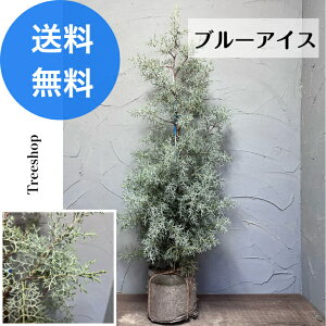 Rjt@[ u[ACX yzc[ 1.05m 0.3m 18cmobNc NX}Xc[ _ ډB  A  m