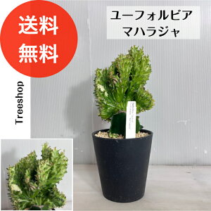 [tHrA }nWyz0.3mi݁j 0.15m 12cmv A hCK[f CeA ϗtA ϊ |i