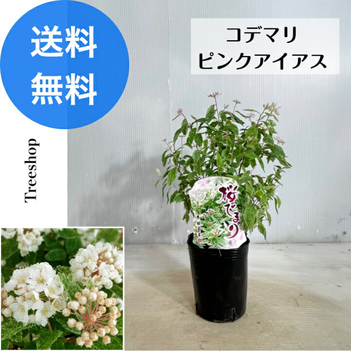 楽天市場】コデマリ 【送料無料】 ピンクアイス 桜てまり 桜手鞠 高さ 