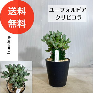 [tHrA NrRyz 0.25m 0.15m 12cmv A hCK[f CeA ϗtA ϊ |i