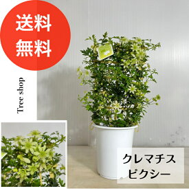 クレマチス ピクシー 【送料無料】 15cmプラ鉢 高さ0.45m(鉢込み) 幅0.2m つる性 花 苗 洋風 鉢植え フォステリー系 常緑木立性 ※2025.5.13現在、花は終わっています。