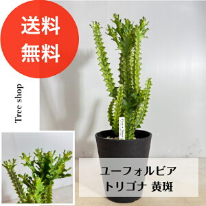 �y�ϗt�A���z ���[�t�H���r�A �g���S�i �y���������z ���� �����A�� 18cm�v���� ����0.6m�i�����݁j��0.2m �l�C ������� �C���e���A ��C����