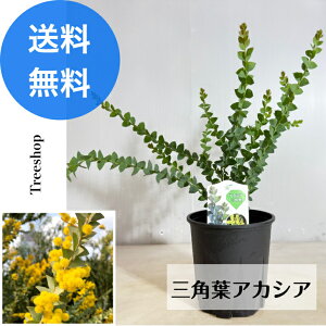 アカシア 三角葉アカシア【送料無料】15cmプラ鉢 高さ0.3m 幅0.4m 苗木 庭木 観葉植物 シンボルツリー