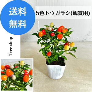 gEKV 5F yz Ϗܗp10.5cm|bg 0.25m 0.2m ϗtA Ԓd 񂹐A J[[t hq Ƃ炵 c ƒ؉