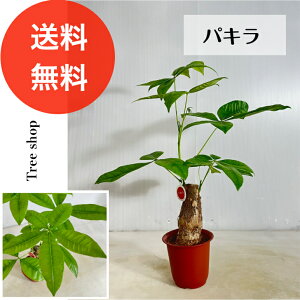 yϗtAzpLyz12cmv@0.5m 0.4m lC  CeA C