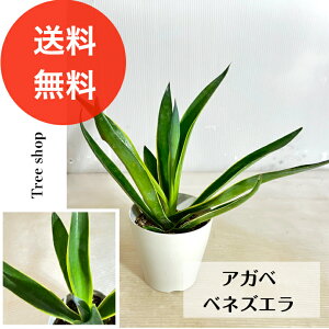 AKx xlYG yz 0.3m 12cmv A hCK[f CeA ϗtA ϊ