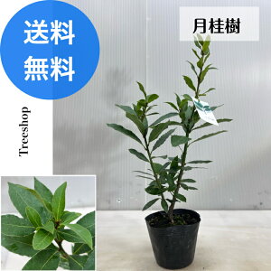 jyz c QbPCW 13.5cm|bg A c  _ _ V{c[ Ύ ډB  [G n[u@0.2m 0.2m