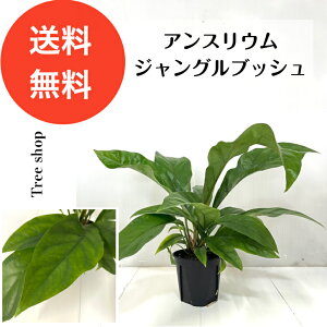 �y�ϗt�A���z �A���X���E�� �W�����O���u�b�V�� �y���������z15cm�v���� ����0.5m�i�����j��0.5m ������� �C���e���A �A���X�����[��