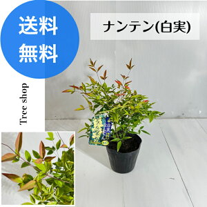 ie  V yz15cm|bg 0.2m 0.35m  ie N  OhJo[ _