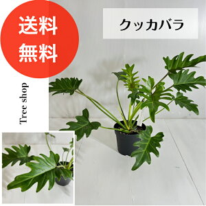 �y�ϗt�A���z �N�b�J�o�� �y���������z �t�B���f���h���� 15cm�v���� ����0.3m ��0.6m �l�C ������� �C���e���A ��C���� �ϗt�A�� �M��