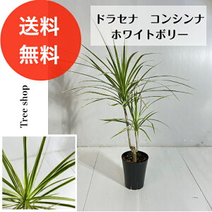 yϗtAzhZiRVi zCg{[yz12cmv 0.65m 0.5m v CeA  A  