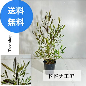 hhiGA yz |bvubV vvA 15cm|bgc 0.65m 0.3m LO c  ϗtA V{c[@J[[t@m