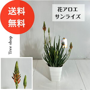 AG TCY yz ԃAG 0.35m 0.2m 15cm|bg A ϗtA p Hp