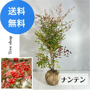 ie yz V Hnc 1.0m 0.5m N  A  ԓV _